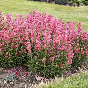 PENSTEMON (Pink) 15cm