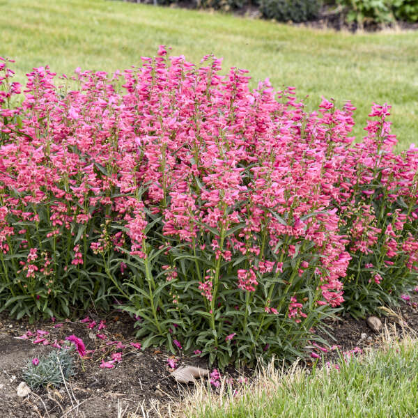Penstemon Pink 15cm