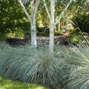 Blue Oat Grass - Helictotrichon sempervirens 15cm