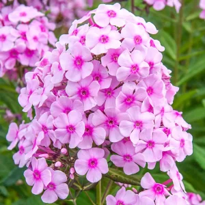 PHLOX PANICULATA "Miss Pepper" (Pink) 15cm