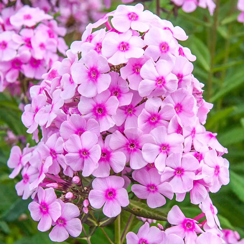 Phlox Miss Pepper Pink - Phlox paniculata 15cm