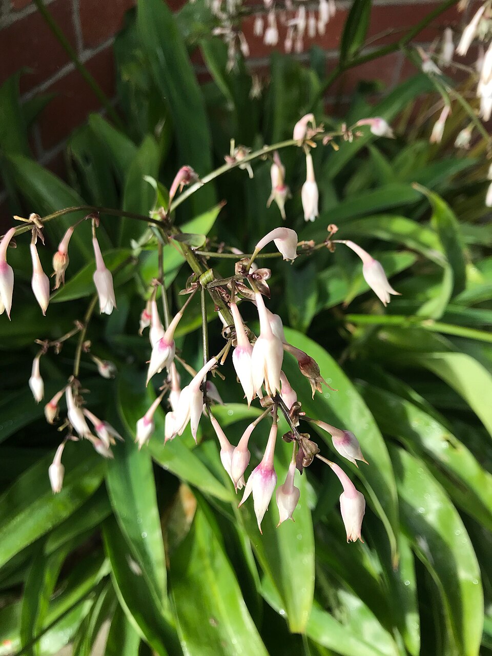 ARTHROPODIUM CIRRATUM