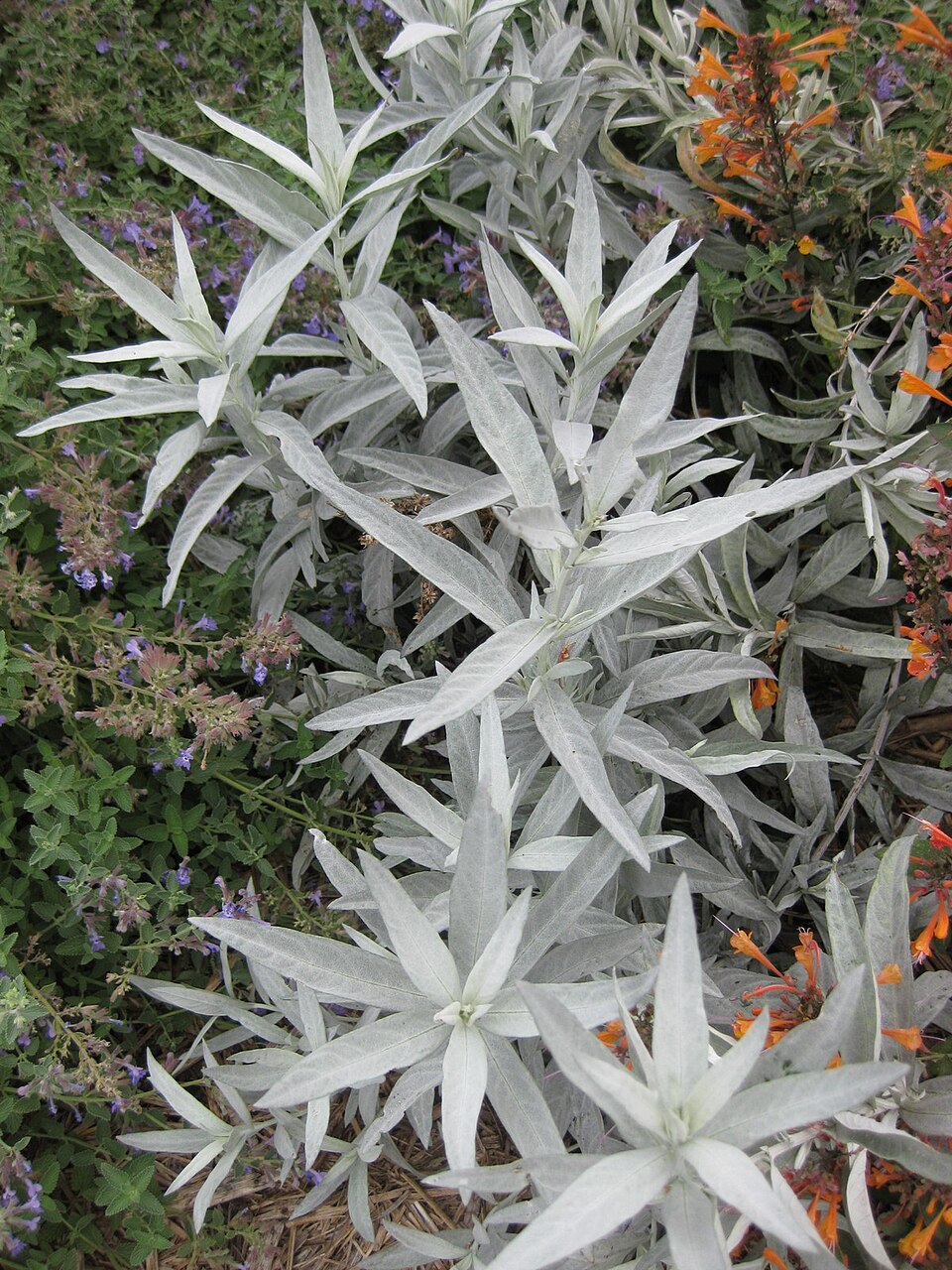 White sagebrush
