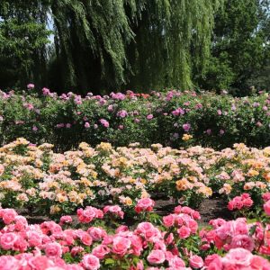 Rose Grannys Delight Groundcover - Rosa 17cm
