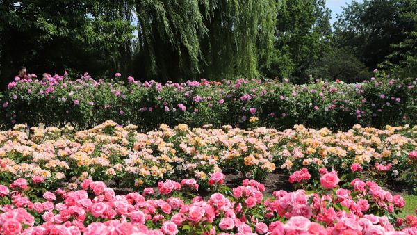 ROSE - GRANNY'S DELIGHT - (groundcover) 17cm