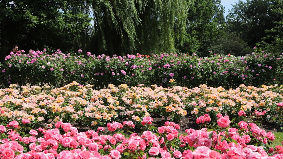 Rose Grannys Delight Groundcover - Rosa 17cm