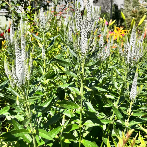 VERONICA SPICATA "Schneeriesin" (White) 15cm