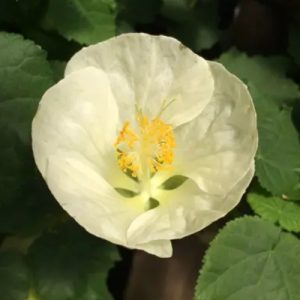 Trailing Abutilon White - Abutilon megapotamicum 17cm