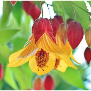 Trailing Abutilon Kentish Belle - Abutilon megapotamicum 17cm