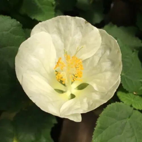 Trailing Abutilon White - Abutilon megapotamicum 17cm