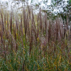 Japanese Silver Grass Yaku Jima Very Compact - Miscanthus sinensis 17cm