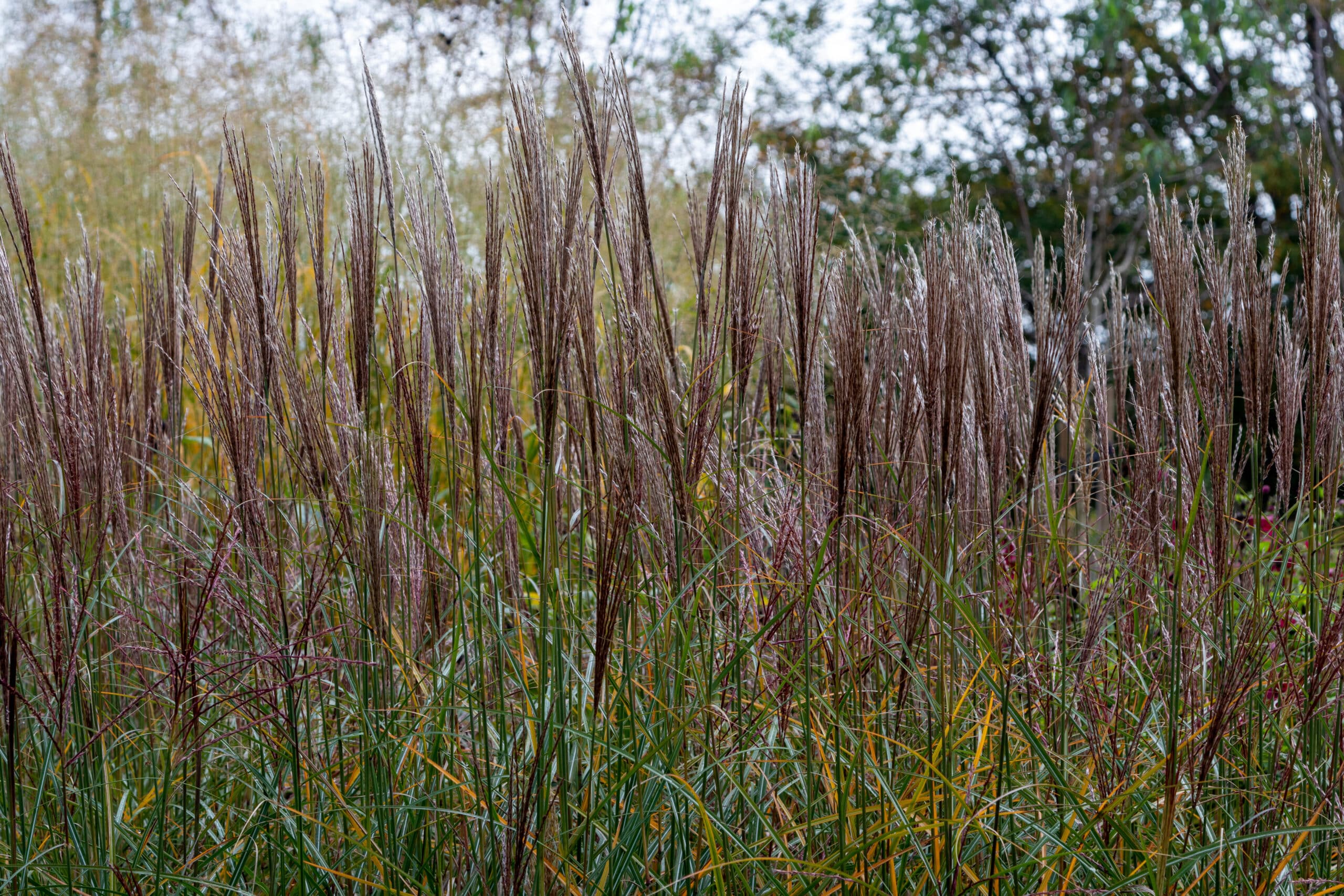 Japanese Silver Grass Yaku Jima Very Compact - Miscanthus sinensis 17cm