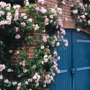 ROSE - ALBERTINE - (rambler) 17cm