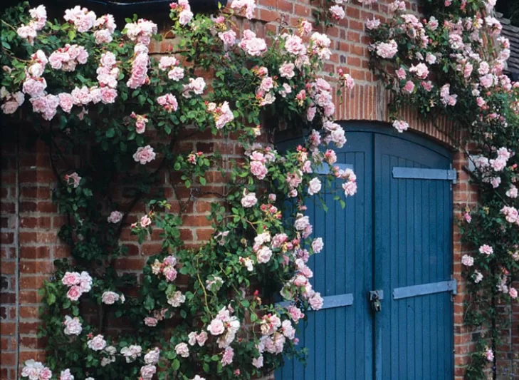 Rose Albertine Rambler - Rosa 17cm