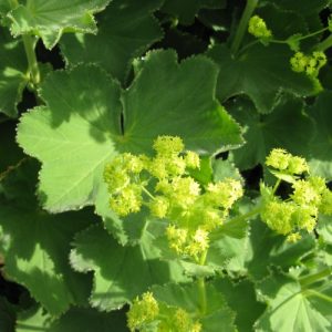 Lady's Mantle - Alchemilla mollis 15cm