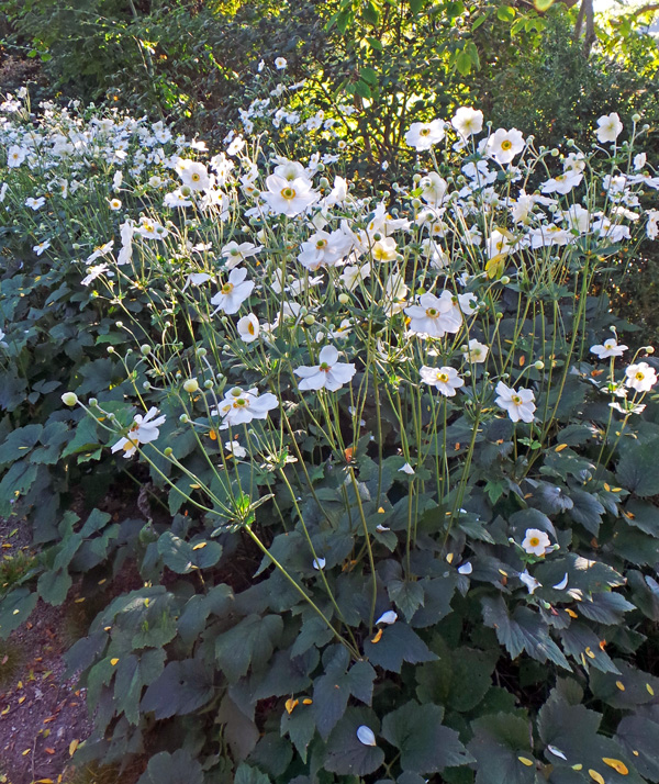 ANEMONE JAPONICA "Honorine Jobert"