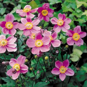Japanese Anemone September Charm Pink - Anemone japonica 17cm