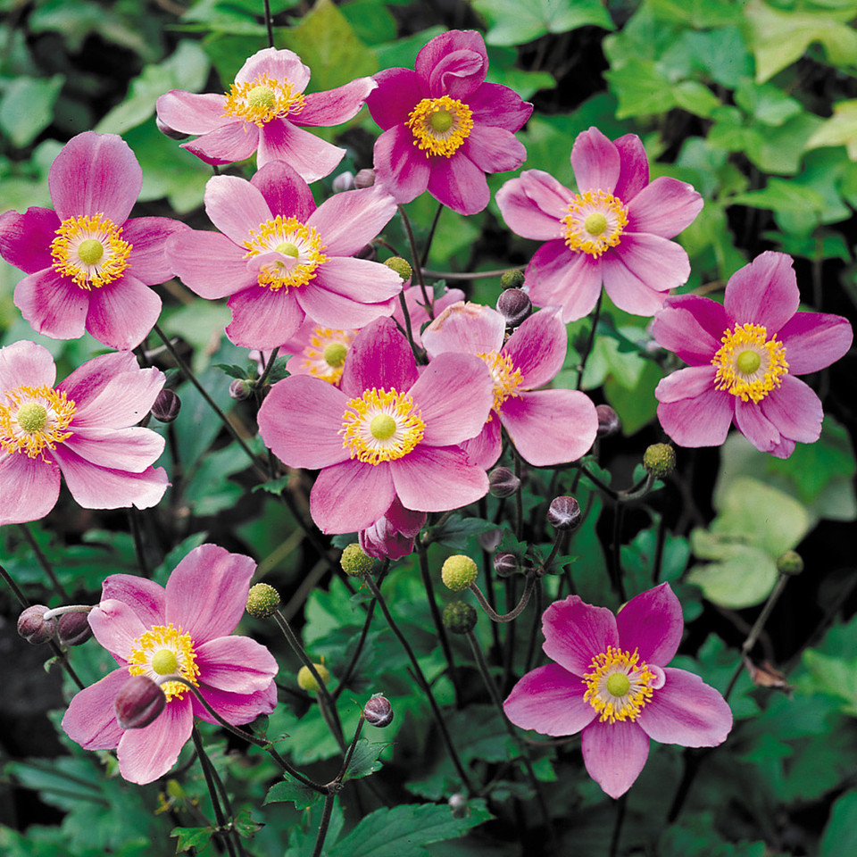 Japanese Anemone September Charm Pink - Anemone japonica 17cm