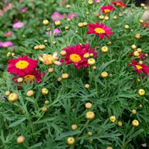 Marguerite Daisy Compact Red - Argyranthemum frutescens 15cm
