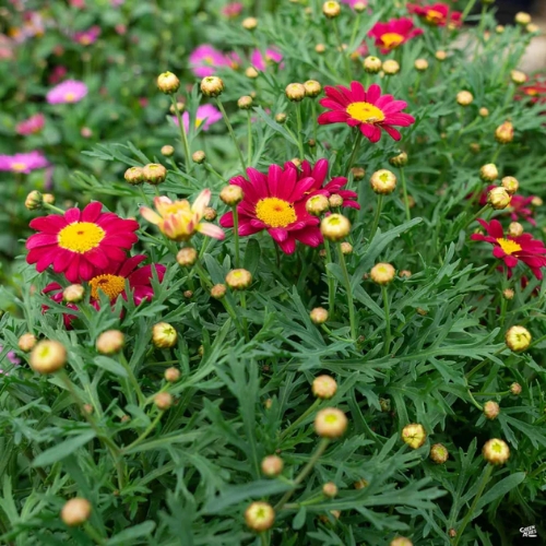 Marguerite Daisy Compact Red - Argyranthemum frutescens 15cm