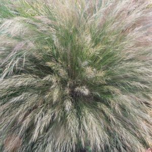 Aristida Junciformis 15cm