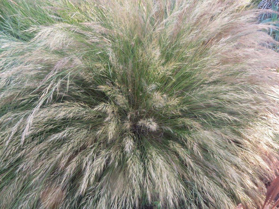 Aristida Junciformis 15cm