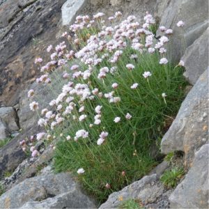 Sea Thrift White - Armeria maritima 15cm