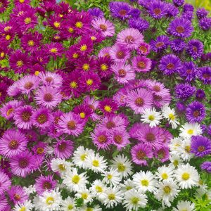 Aster Novi-belgii Compact Purple Pink - Symphyotrichum novi-belgii 15cm