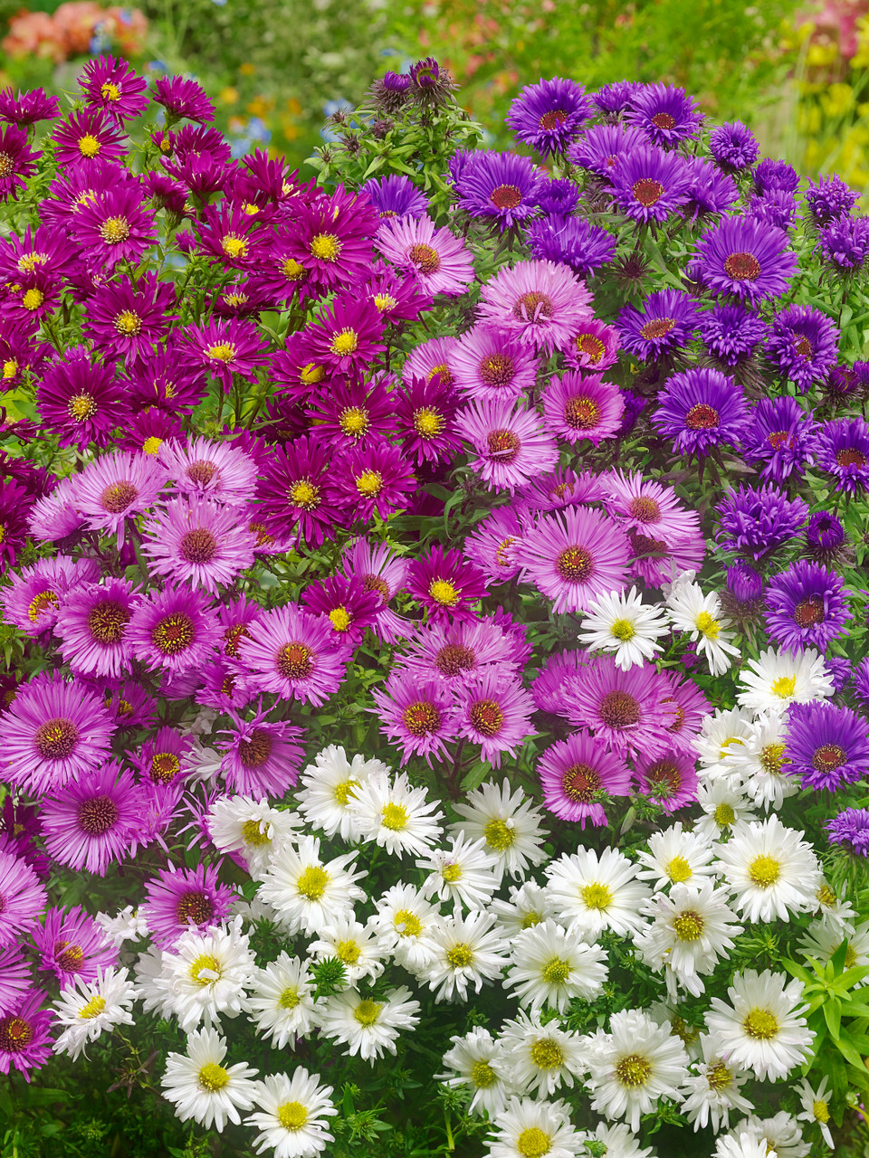 Aster Novi-belgii Compact Purple Pink - Symphyotrichum novi-belgii 15cm