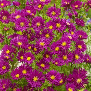 Aster Novi-belgii Double Deep Pink - Symphyotrichum novi-belgii 15cm