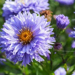 Aster Novi-belgii Double Lilac - Symphyotrichum novi-belgii 15cm