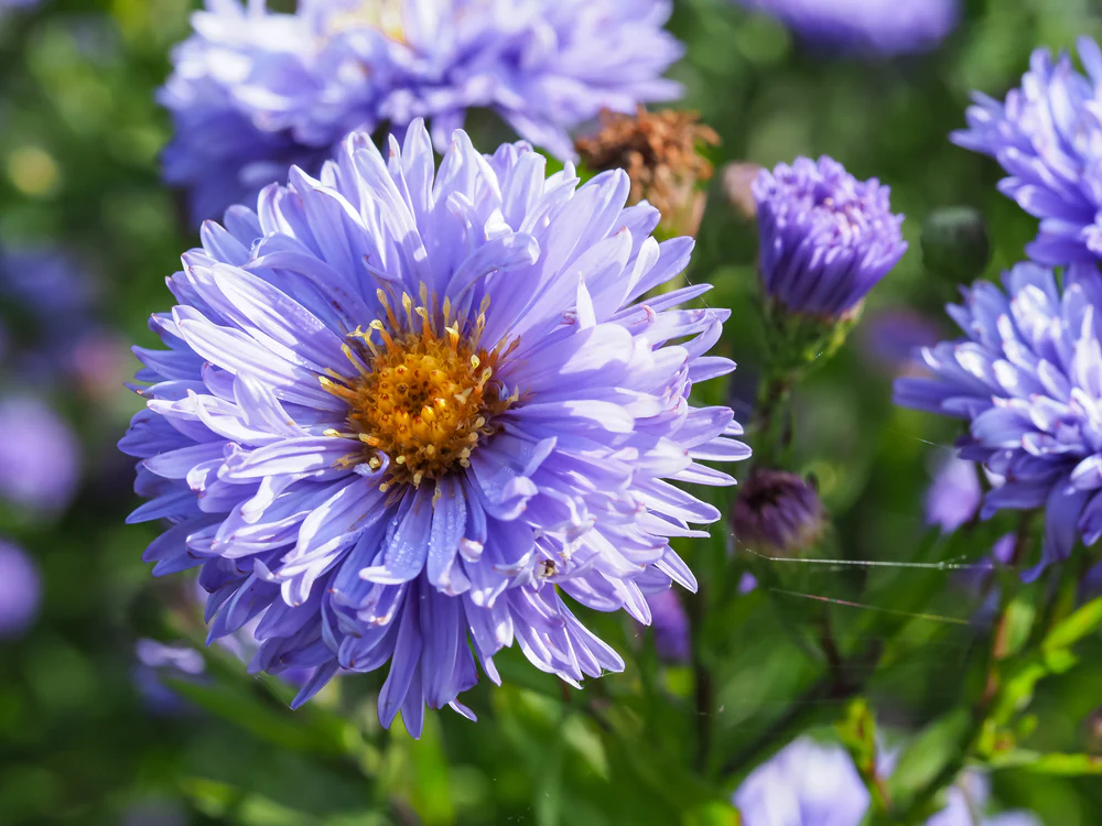 Aster Novi-belgii Double Lilac - Symphyotrichum novi-belgii 15cm