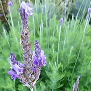 Australian Lavender - Lavandula 15cm
