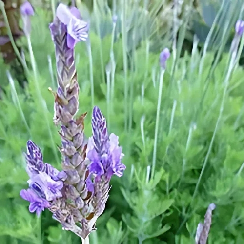 Australian Lavender - Lavandula 15cm