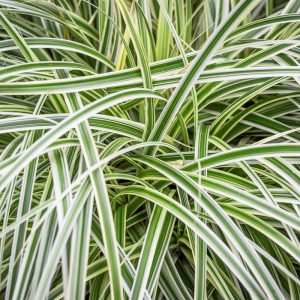 Carex Silver Falls - Carex 15cm