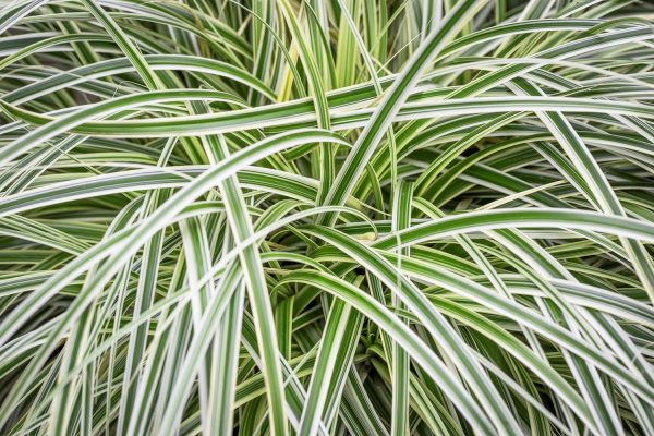 CAREX "Silver Falls" 15cm