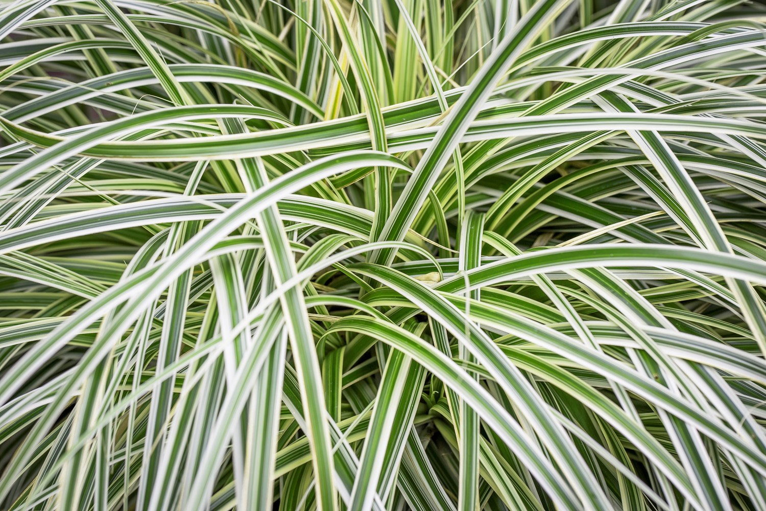 Carex Silver Falls - Carex 15cm