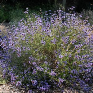 Salvia Cleveland Sage - Salvia clevelandii 15cm