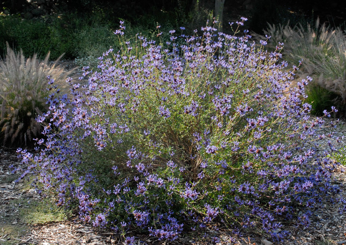 Salvia Cleveland Sage - Salvia clevelandii 15cm