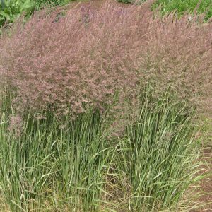 Feather Reed Grass Overdam - Calamagrostis 17cm