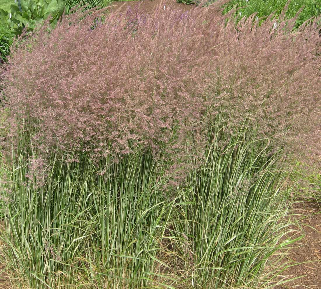 Feather Reed Grass Overdam - Calamagrostis 17cm