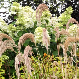 Himalayan Feather Reed Grass - Calamagrostis emodensis 17cm