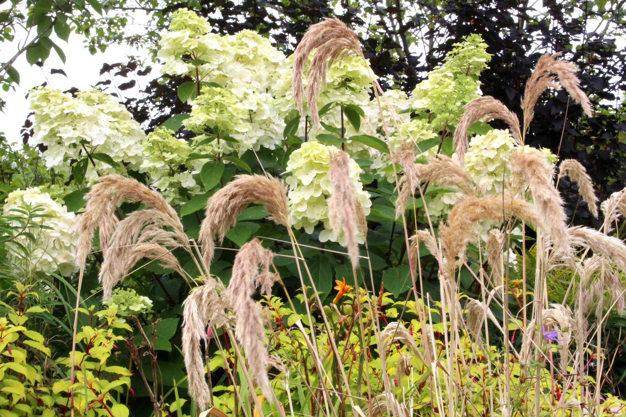 Himalayan Feather Reed Grass - Calamagrostis emodensis 17cm