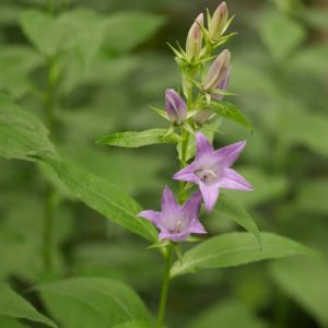 Bellflower Common Blue - Campanula latifolia 15cm