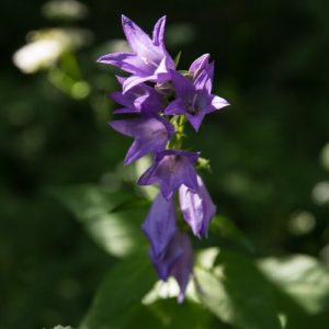 Bellflower Lilac Blue - Campanula latifolia 15cm