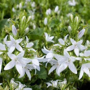 Bellflower E H Frost White - Campanula poscharskyana 15cm