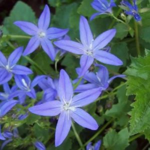 Bellflower Stella - Campanula poscharskyana 15cm