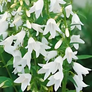 Creeping Bellflower 'Alba' (Campanula Rapunculoides) 15cm