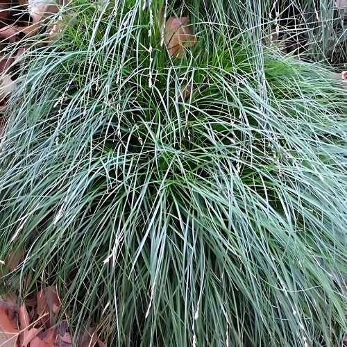 Carex China Blue - Carex comans 15cm