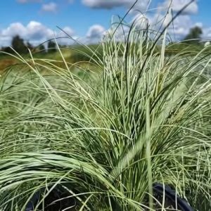 Carex Frosted Curls - Carex comans 15cm